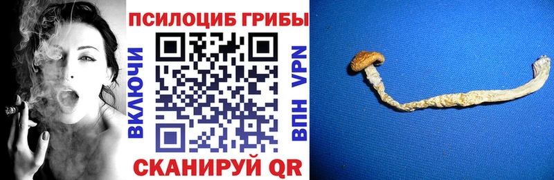 Псилоцибиновые грибы Psilocybine cubensis  Данков 